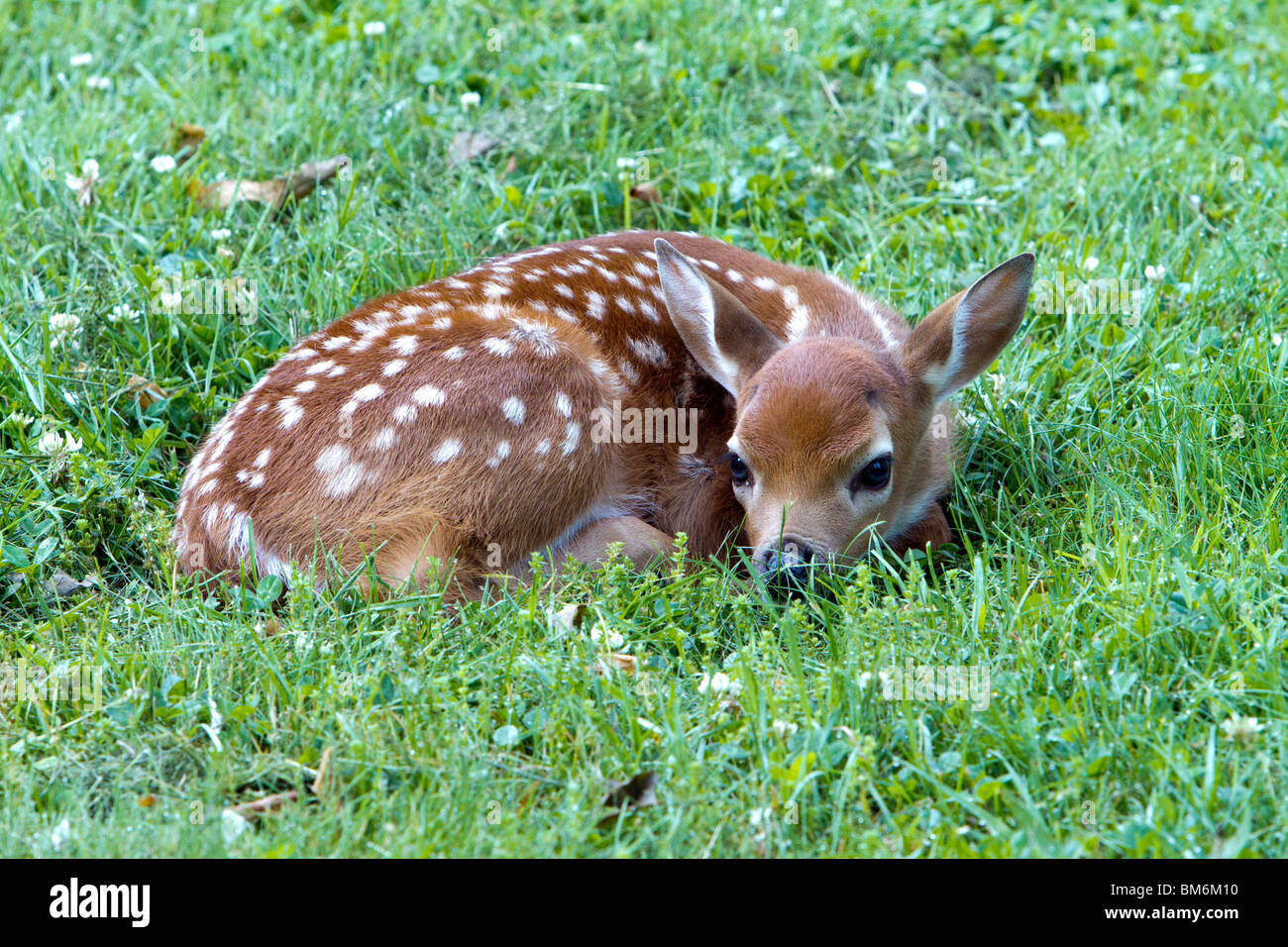 Un cerbiatto un bambino cervi lasciato all'aperto. Il cerbiatto posa è avvolto a ricciolo in una molto verde prato. Foto Stock