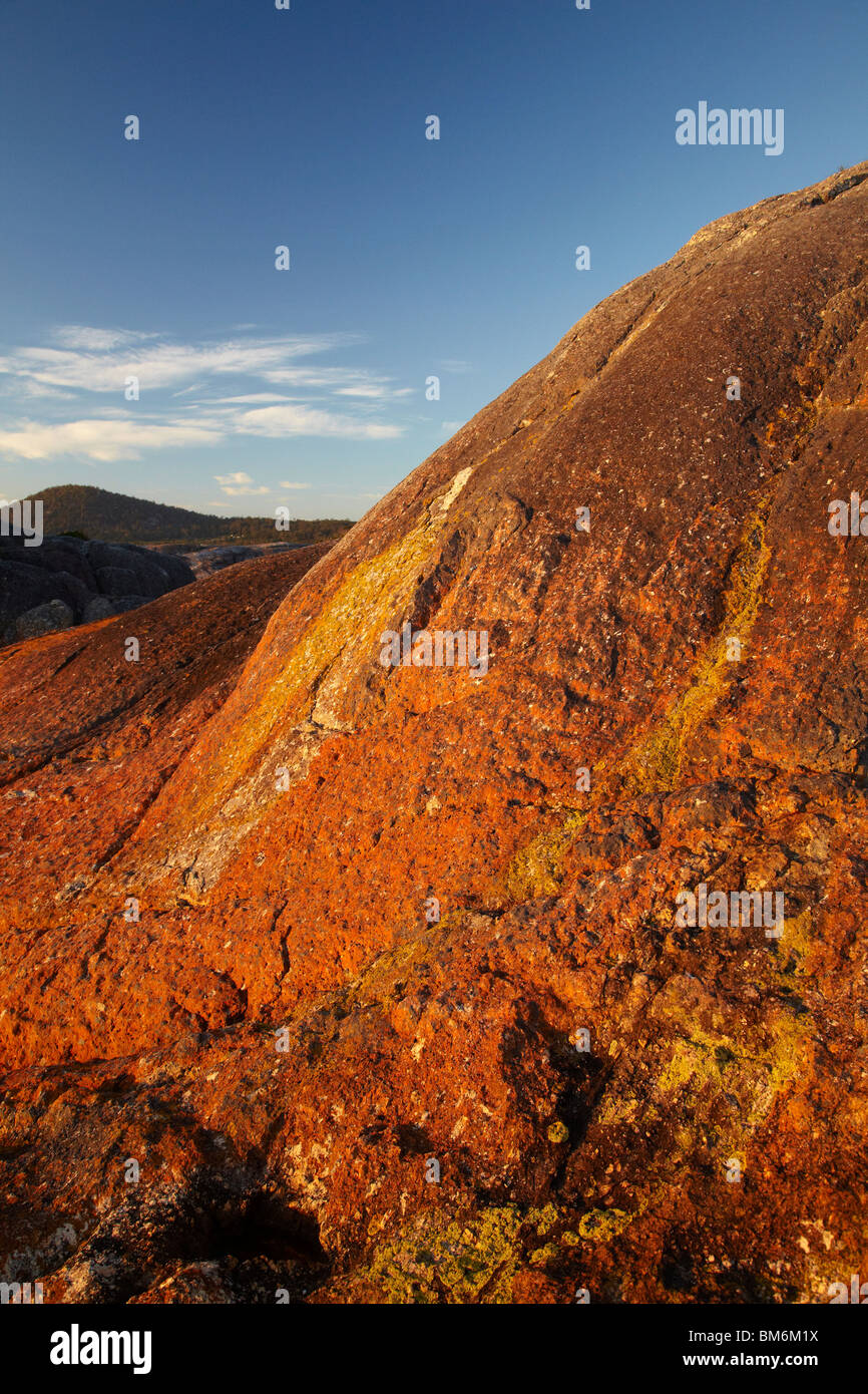 Lichene arancione su rocce costiere, Bicheno, Est della Tasmania, Australia Foto Stock
