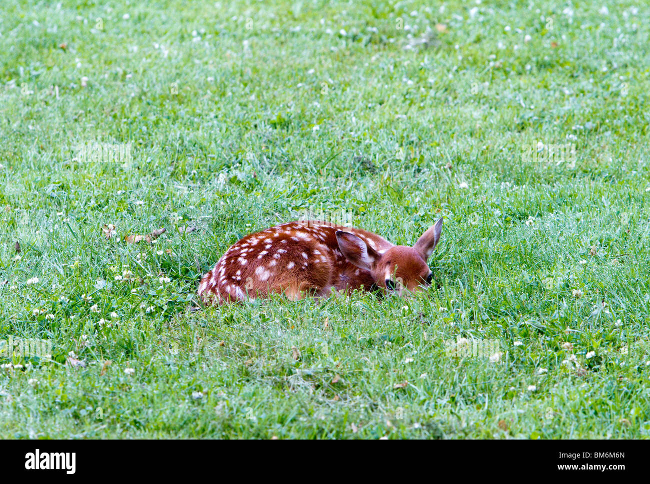Un cerbiatto un bambino cervi lasciato all'aperto. Il cerbiatto posa è avvolto a ricciolo in una molto verde prato. Foto Stock