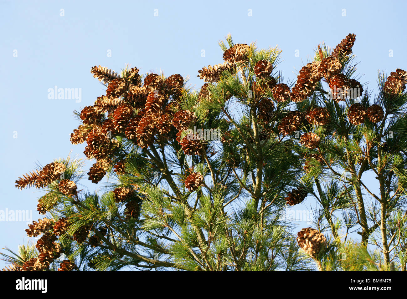 Pino macedone, Pinus peuce, Pinaceae, Sud Est Europa Foto Stock