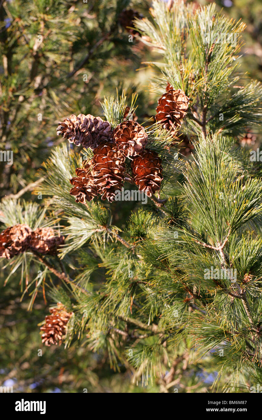 Pino macedone, Pinus peuce, Pinaceae, Sud Est Europa Foto Stock