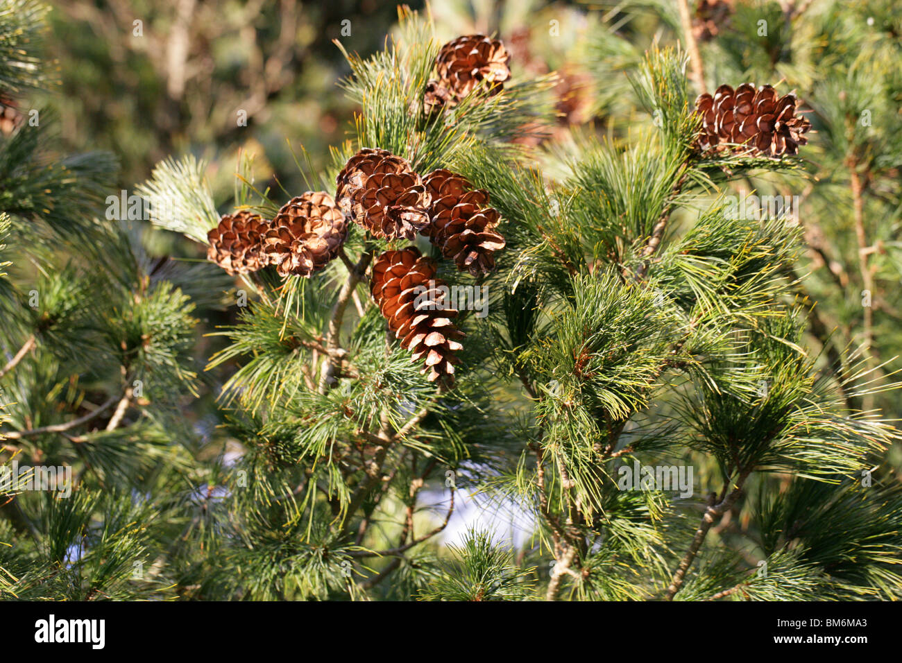 Pino macedone, Pinus peuce, Pinaceae, Sud Est Europa Foto Stock