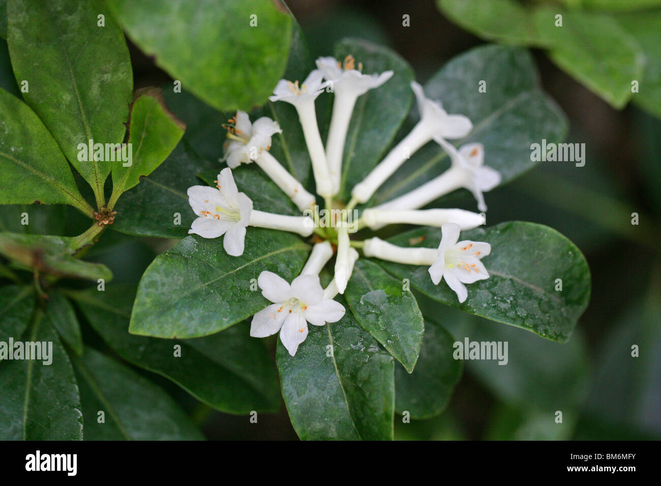 Rhododendron loranthifolium, Ericaceae, South West Pacific Foto Stock