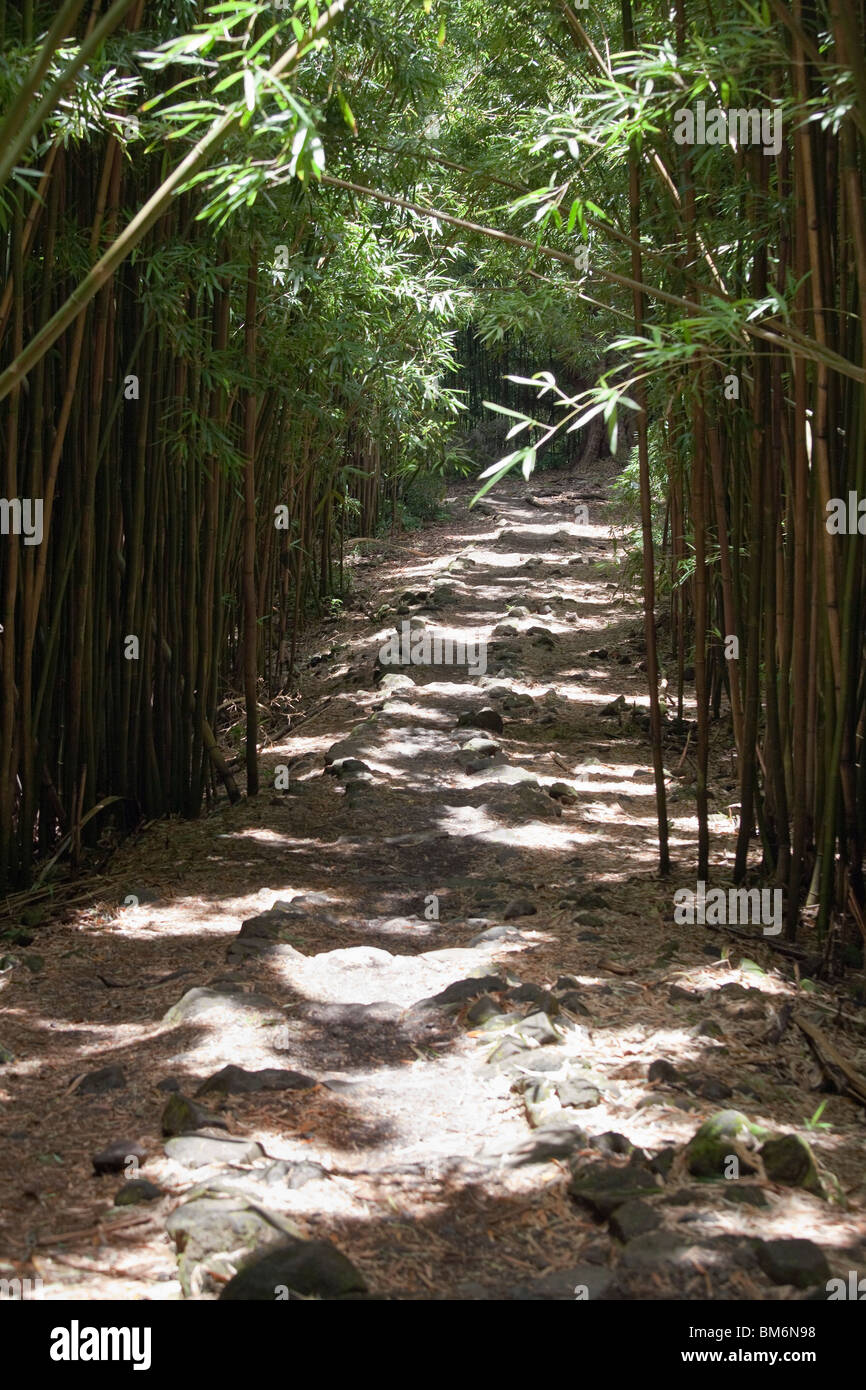 Pipiwai Sentiero escursionistico attraverso il nero foresta di bamboo a Maui, Hawaii vicino a Hana. Foto Stock