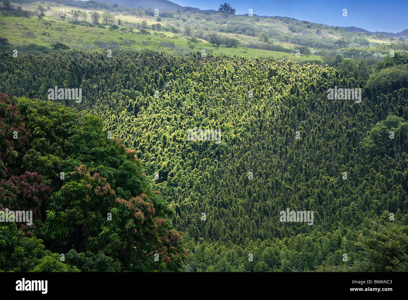 Invasiva bambù nero lungo il sentiero Pipiwai nel sud-est della Maui. Foto Stock