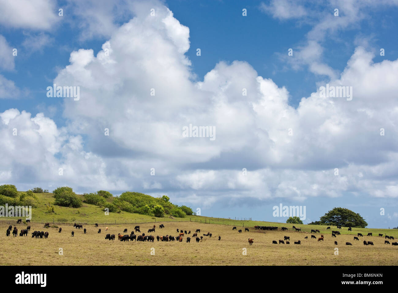 Allevamento di bovini da carne pascolare nei pressi di Hana,Maui Foto Stock