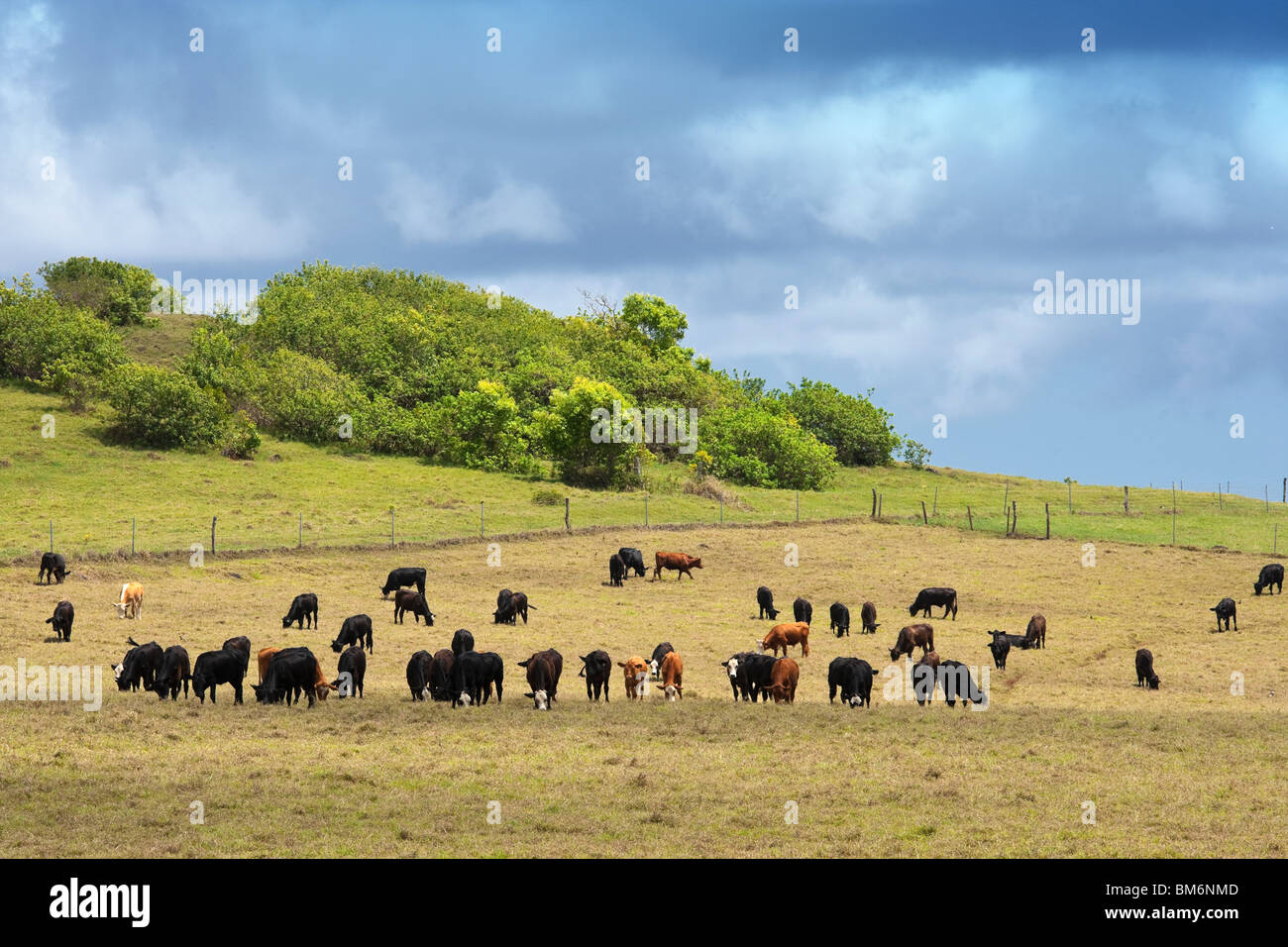 Allevamento di bovini da carne pascolare nei pressi di Hana,Maui Foto Stock