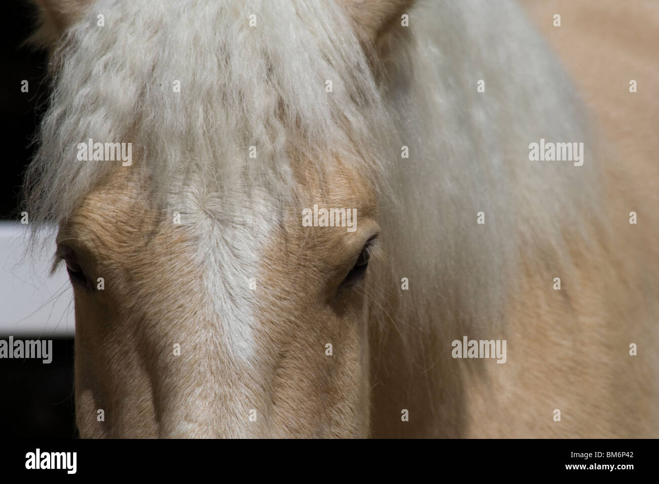 Crema americano Progetto Horse , Cosley Zoo. (Equus caballus caballus) Foto Stock