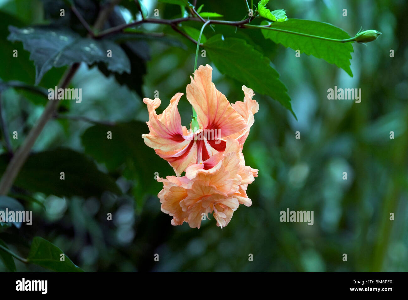 Chicago Botanic Garden Foto Stock