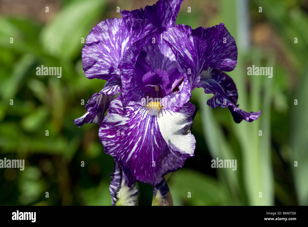 Il confine barbuto Iris " Batik' Fiore. Chicago Botanic Garden. Foto Stock