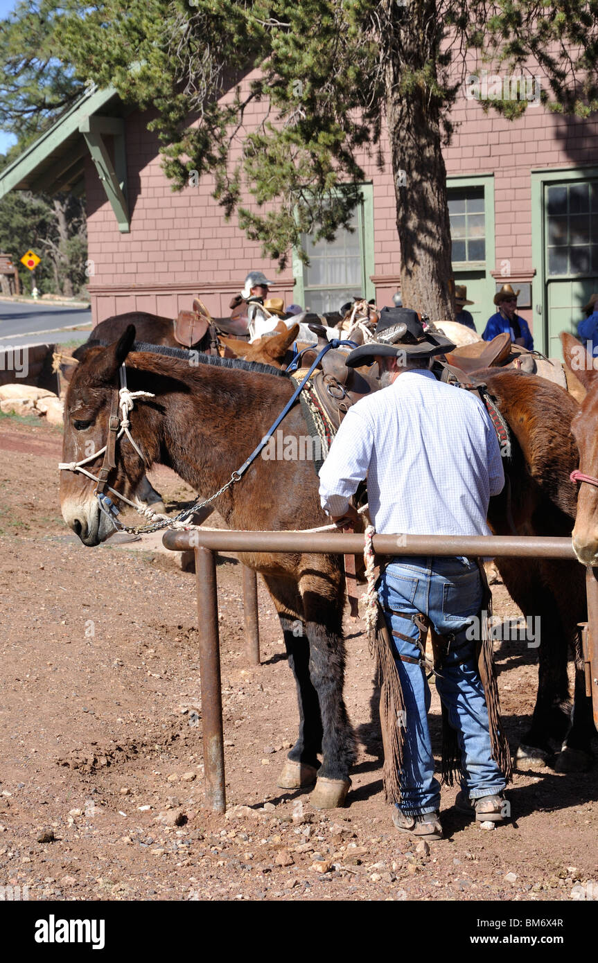 Muli, Grand Canyon, Arizona, Stati Uniti d'America Foto Stock