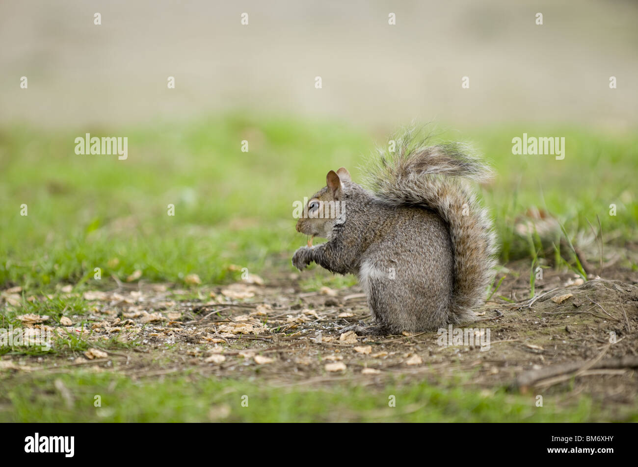 Scoiattolo scoiattolo grigio, alimentazione, alimentazione, scoiattolo scoiattolo grigio, seduta scoiattolo, seduta scoiattolo grigio Foto Stock