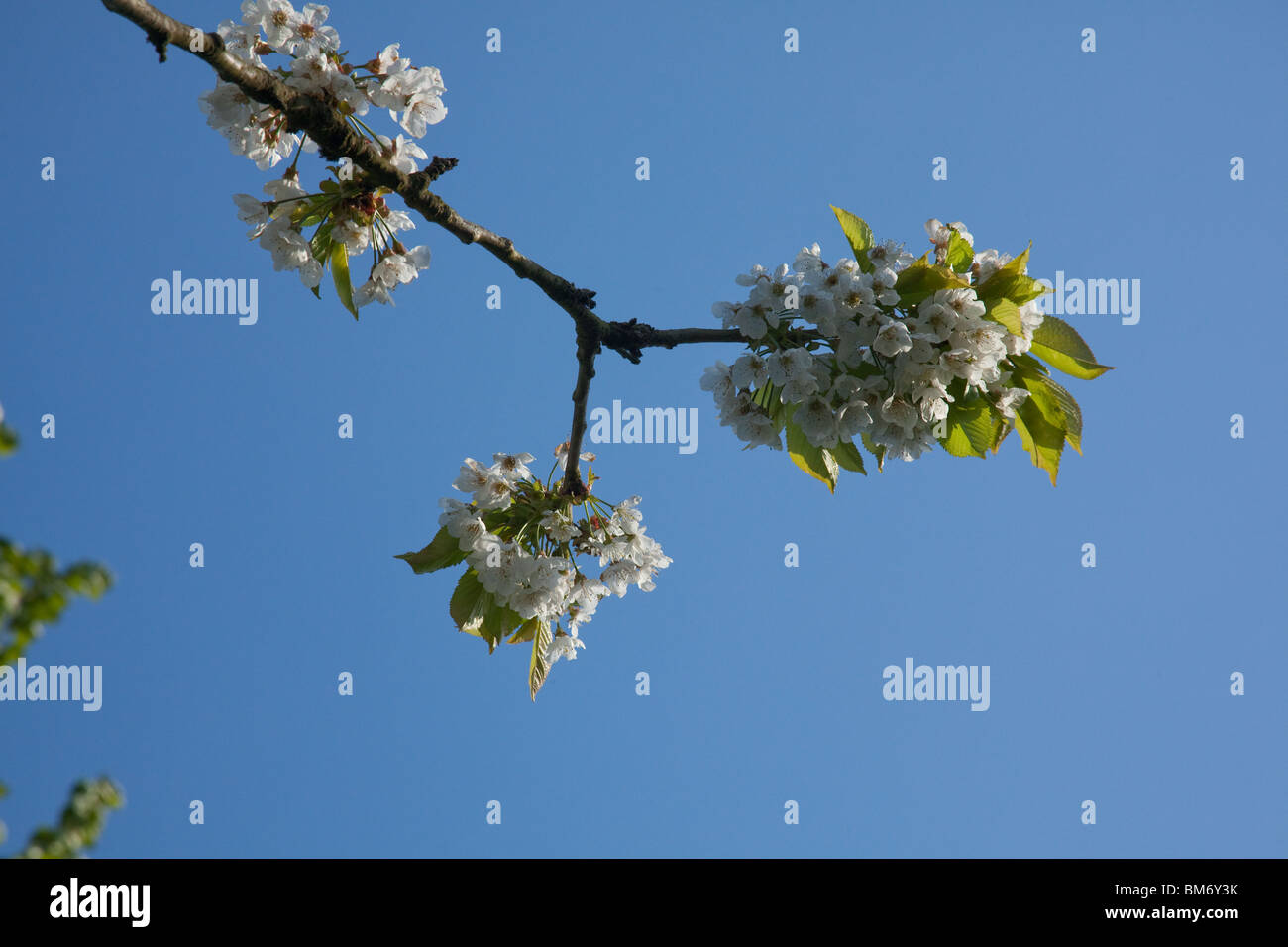 Ciliegio fiori o blossom Hampshire, Inghilterra, Regno Unito. Foto Stock