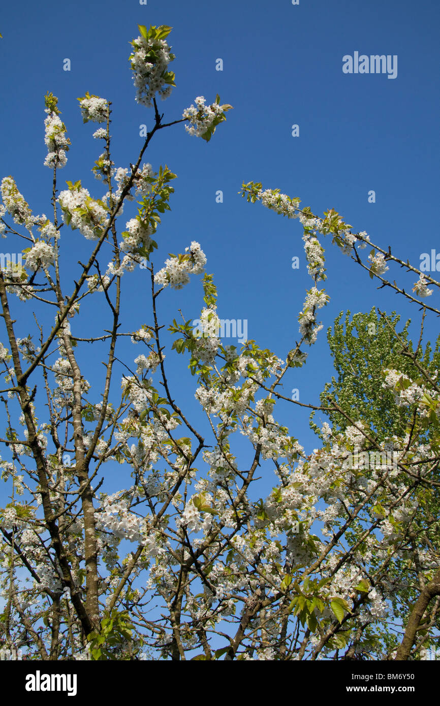 Ciliegio fiori o blossom Hampshire, Inghilterra, Regno Unito. Foto Stock