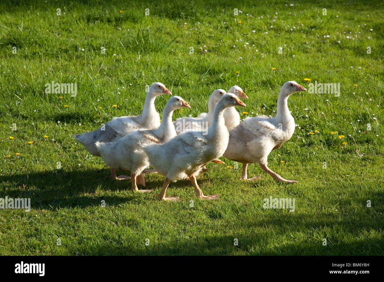 White Embden oche domestiche, Hampshire, Inghilterra. Foto Stock
