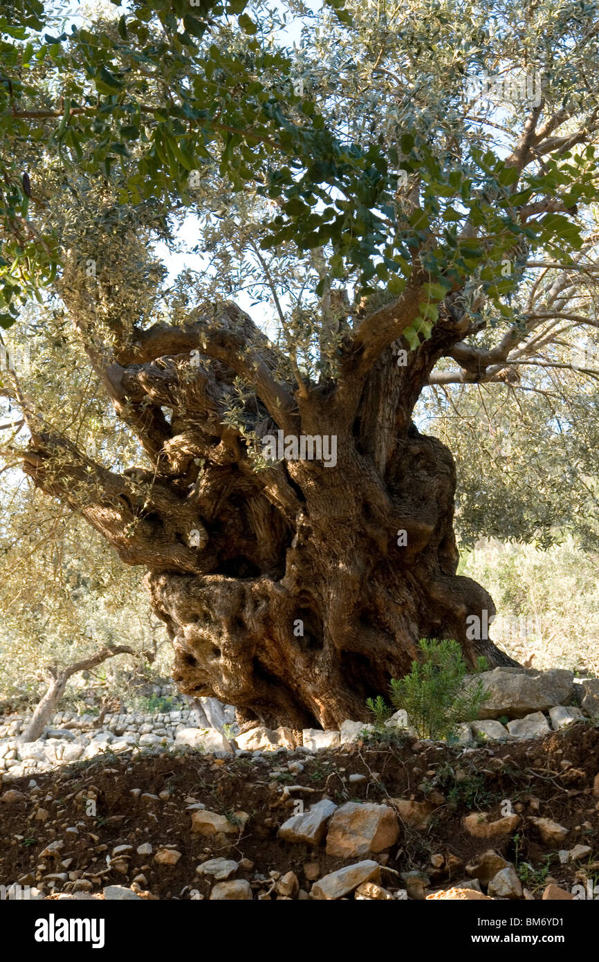 In Maiorca,a diverse centinaia di-anno-vecchio Olivo (Isole Baleari - Spagna). A Maiorca, Onu olivier pluri-centenaire (Espagne). Foto Stock