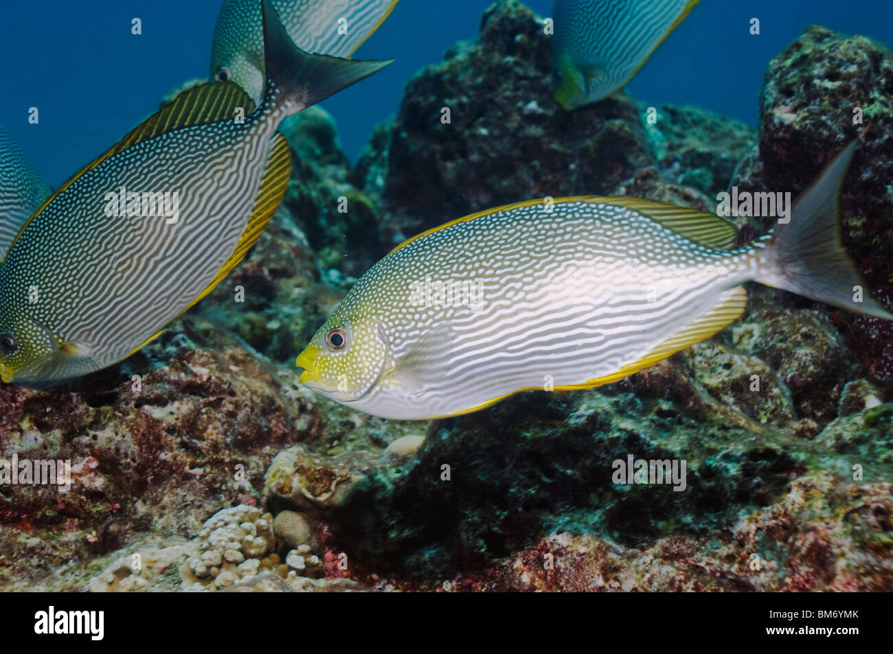 Java rabbitfish (Siganus javus). Mare delle Andamane, Thailandia. Foto Stock