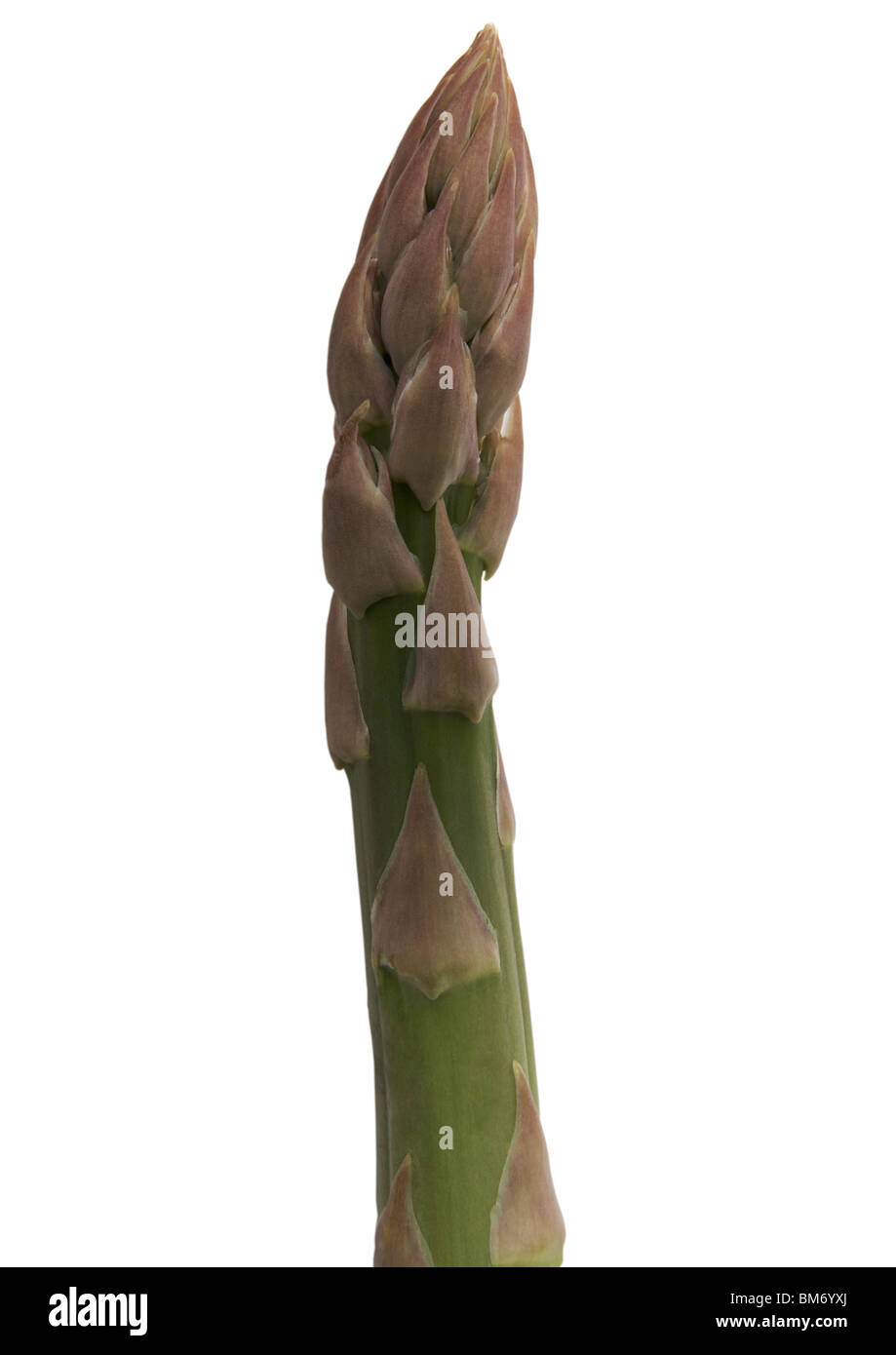 Gli asparagi su sfondo bianco Foto Stock