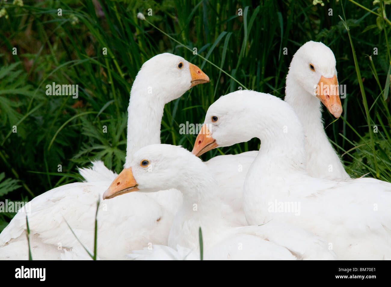 White Embden oche domestiche, Hampshire, Inghilterra. Foto Stock