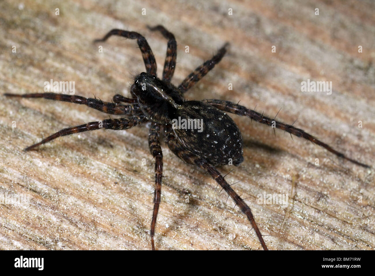 Il ragno nero su asse di legno Foto stock - Alamy