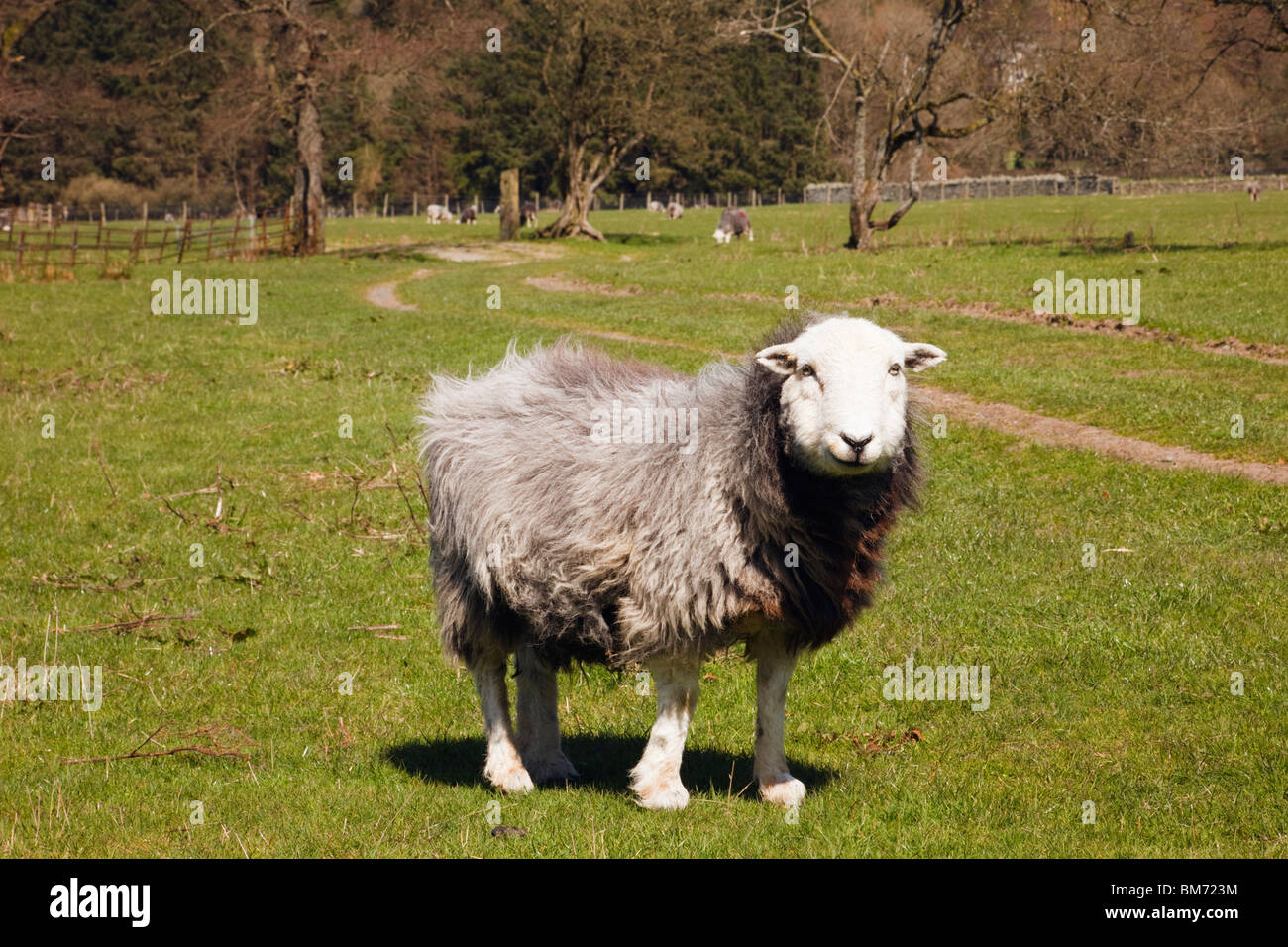 Lake District, Cumbria, Regno Unito, Gran Bretagna. Herdwick pecore in un campo. Una razza rustica nativi per la Cumbria Fells Foto Stock