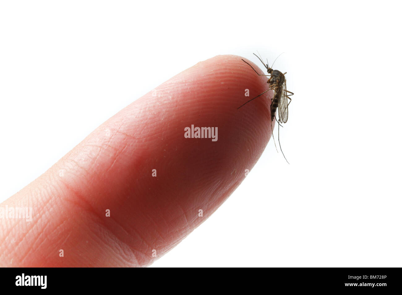 Culex pipiens, northern house zanzara nella parte anteriore di uno sfondo bianco. Foto Stock