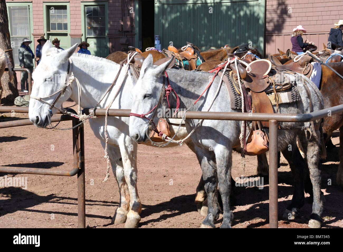 Muli, Grand Canyon, Arizona, Stati Uniti d'America Foto Stock