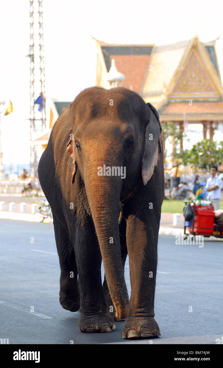 Elephant camminando giù Sisowath Quay, Phnom Penh Cambogia Foto Stock