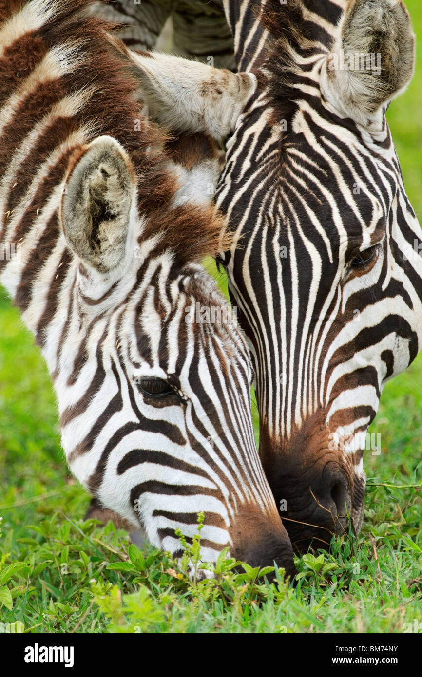 Zebre Foto Stock