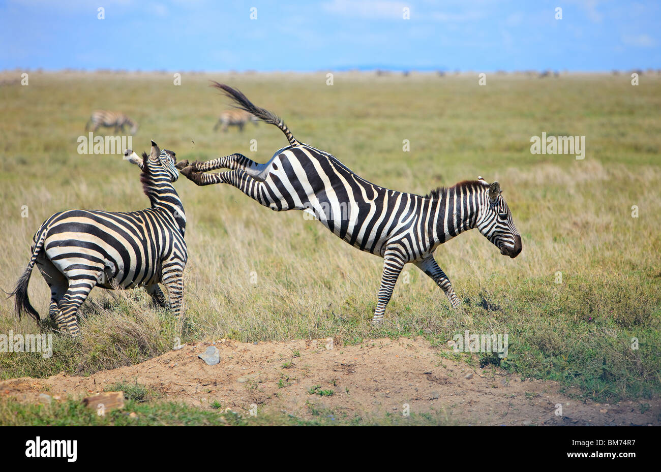 Zebre Foto Stock