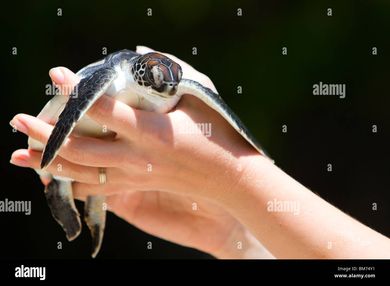 Tartaruga di mare del bambino Foto Stock