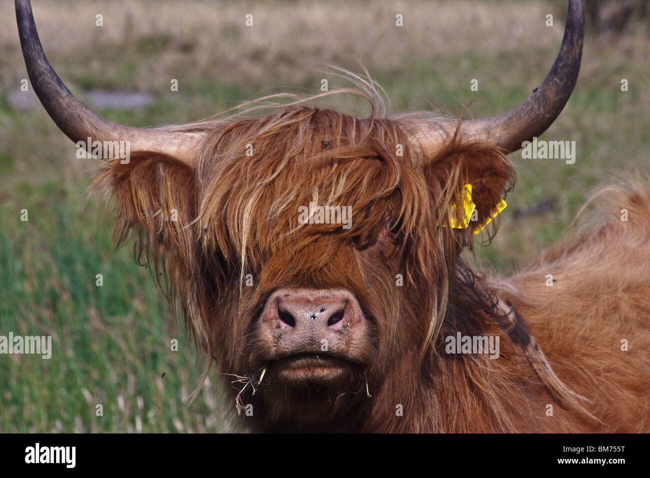 Scottish highland mucca sull'Isola di Helnaes, Danimarca. Foto Stock