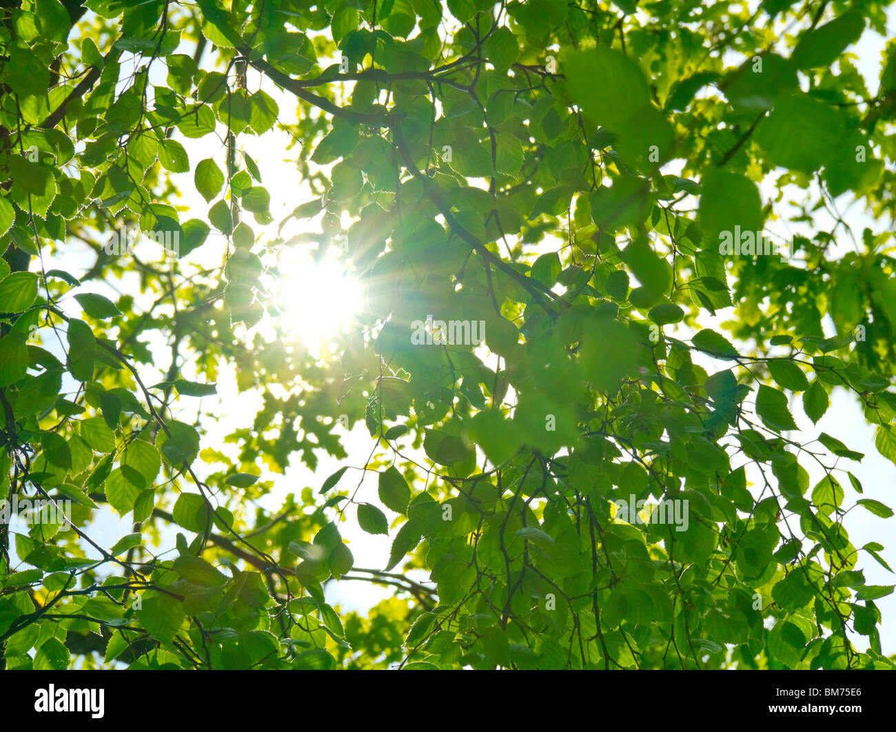 Sun attraverso le foglie Foto Stock
