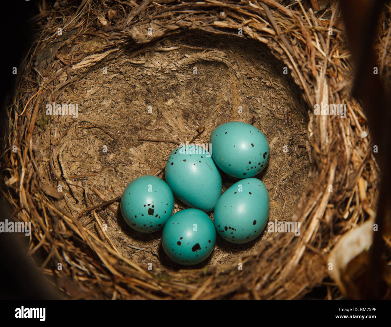Tordo bottaccio, Turdus philomelos. Il nido di uccello con cinque uova di colore blu. Foto Stock
