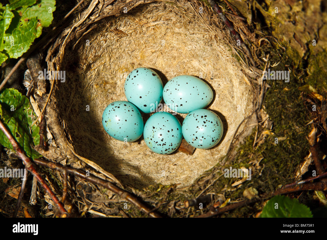 Tordo bottaccio, Turdus philomelos. Il nido di uccello con cinque uova di colore blu. Foto Stock