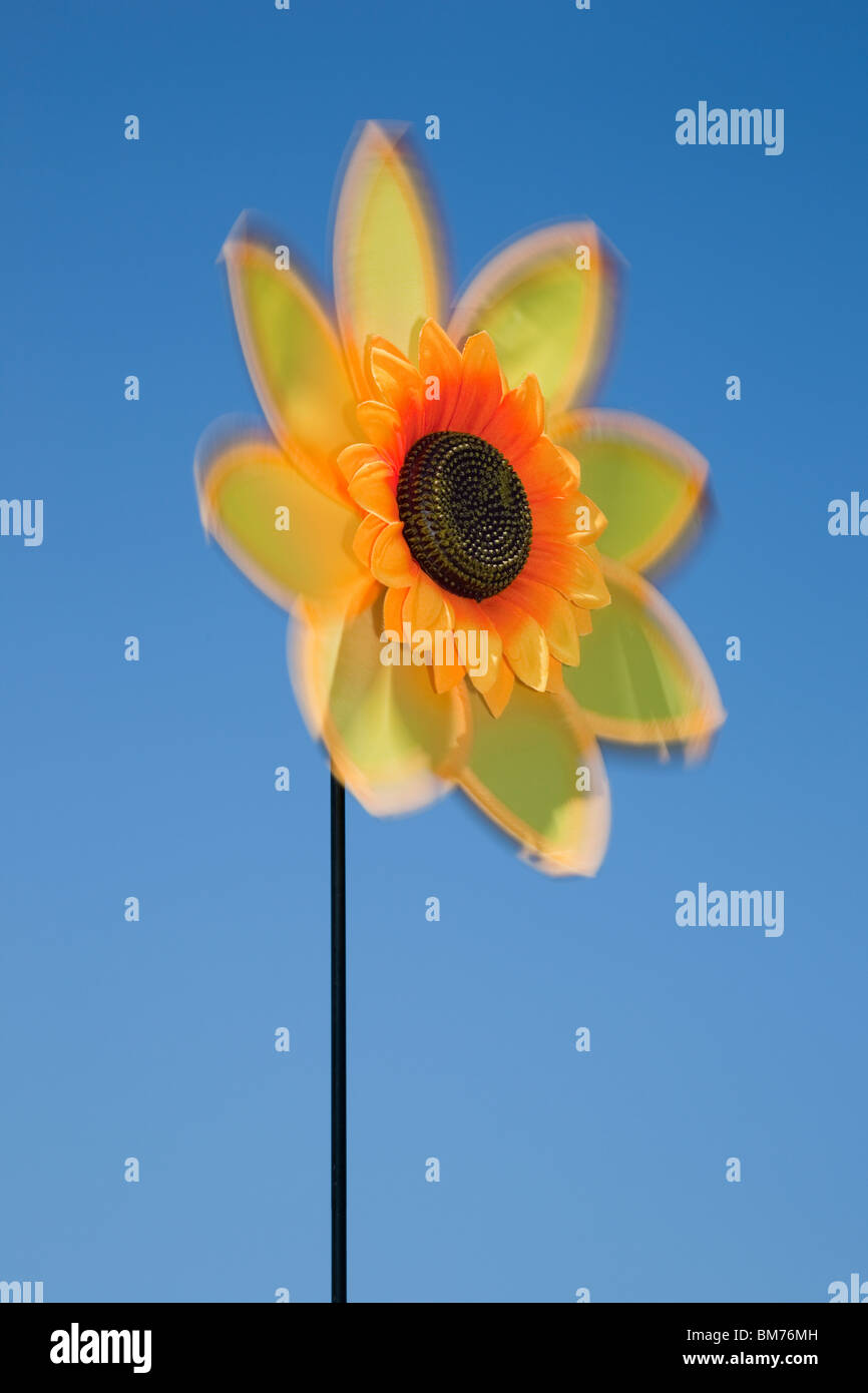 Il Regno Unito, l'Europa. Fiore di girasole spinner la filatura nel vento con cielo blu Foto Stock