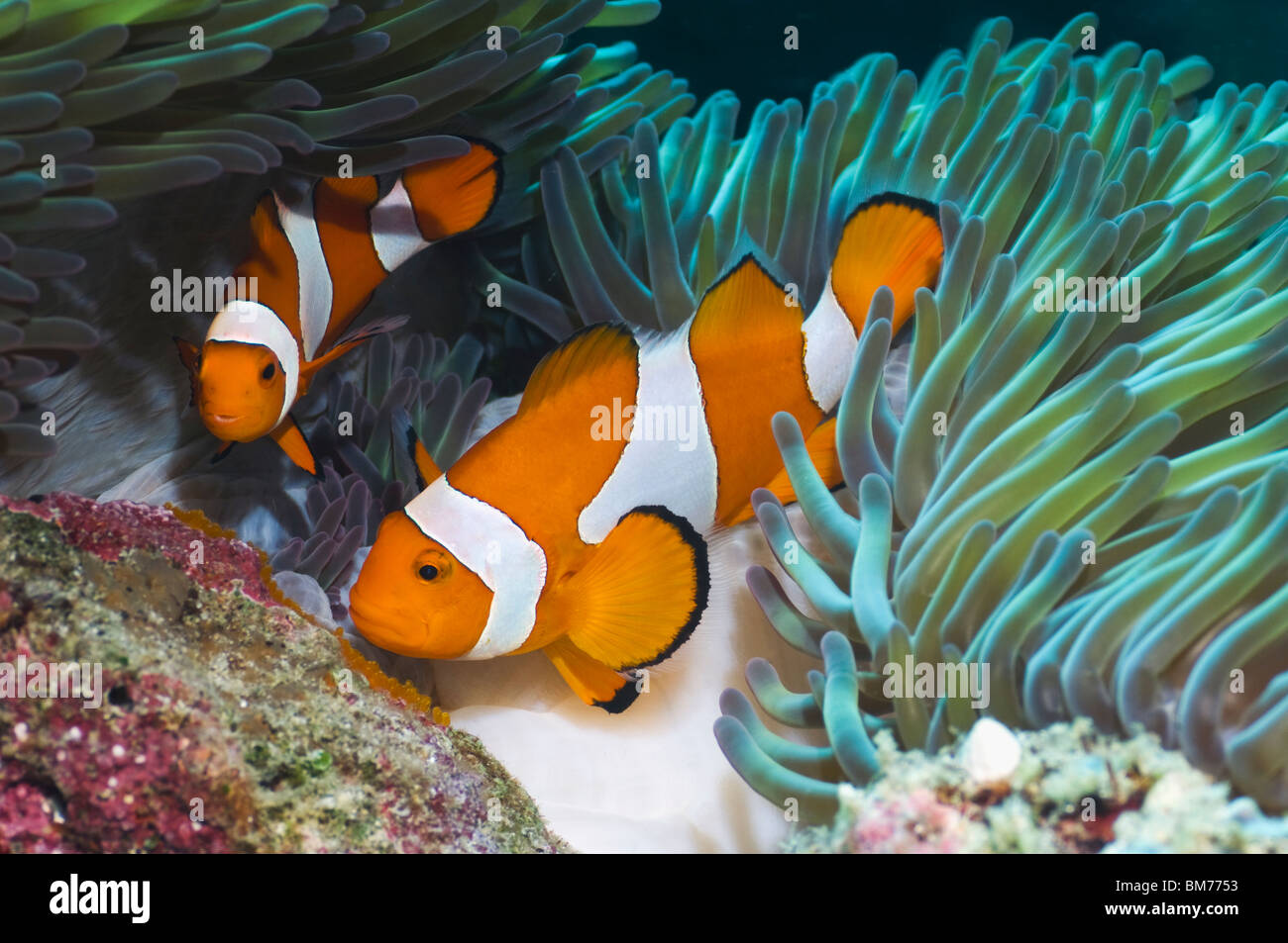 False clown anemonefish (Amphiprion ocellaris) tendente uova deposte di fresco. Misool Raja Empat, Papua occidentale, in Indonesia. Foto Stock