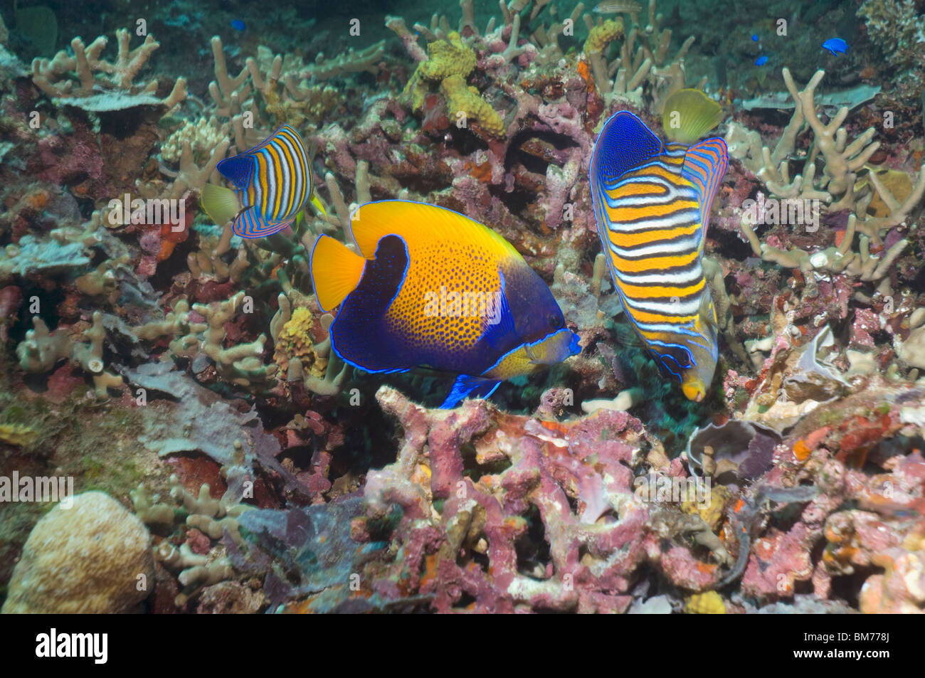 Blu-cinto angelfish (Pomacanthus navarchus) e Regal Angelfish (Pygoplites diacanthus) alimentazione sulla barriera corallina. Foto Stock
