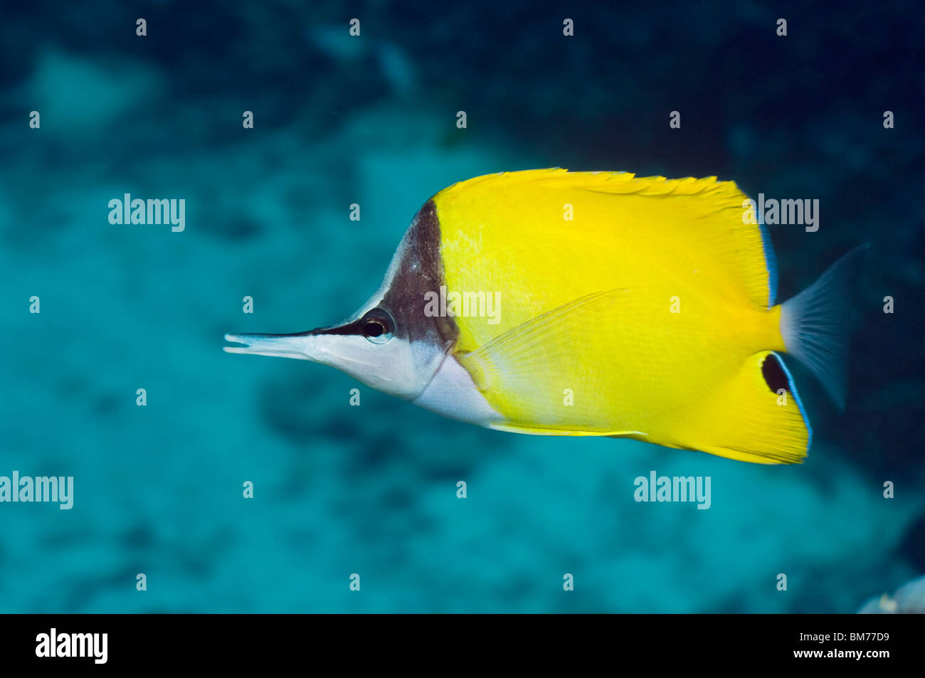 A becco lungo (butterflyfish Forcipiger flavissimus). Mare delle Andamane, Thailandia. Foto Stock