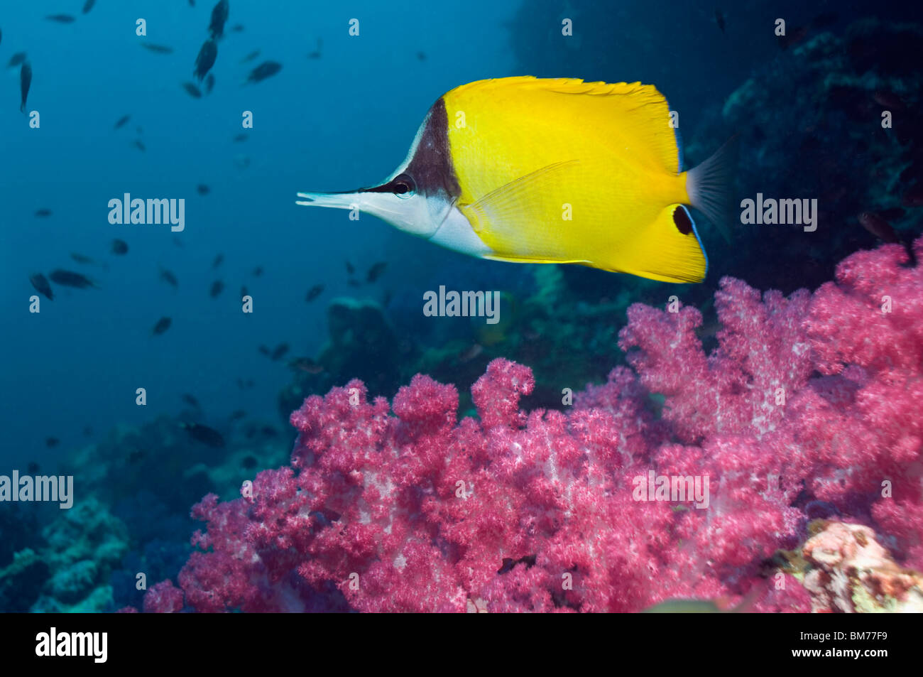 A becco lungo (butterflyfish Forcipiger flavissimus) con coralli molli. Mare delle Andamane, Thailandia. Foto Stock