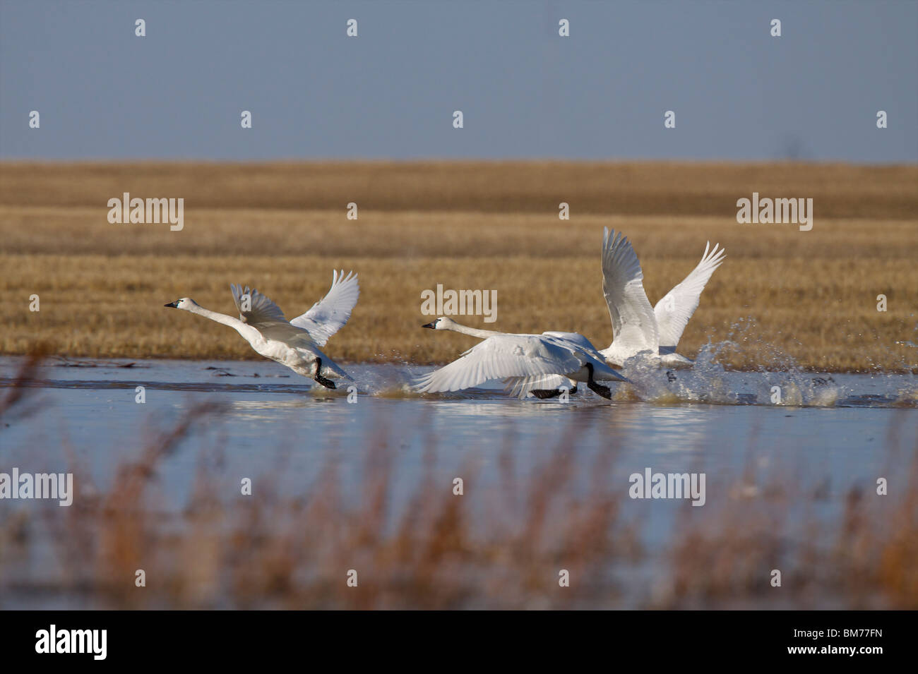 Swan decollo del volo regina saskatchewan canada la migrazione Foto Stock