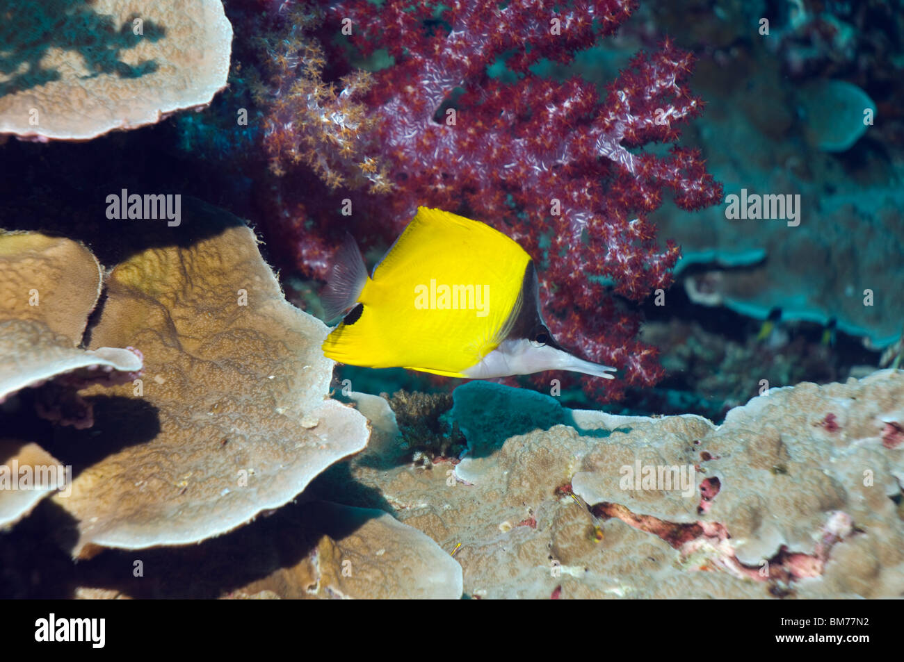 A becco lungo (butterflyfish Forcipiger flavissimus). Mare delle Andamane, Thailandia. Foto Stock
