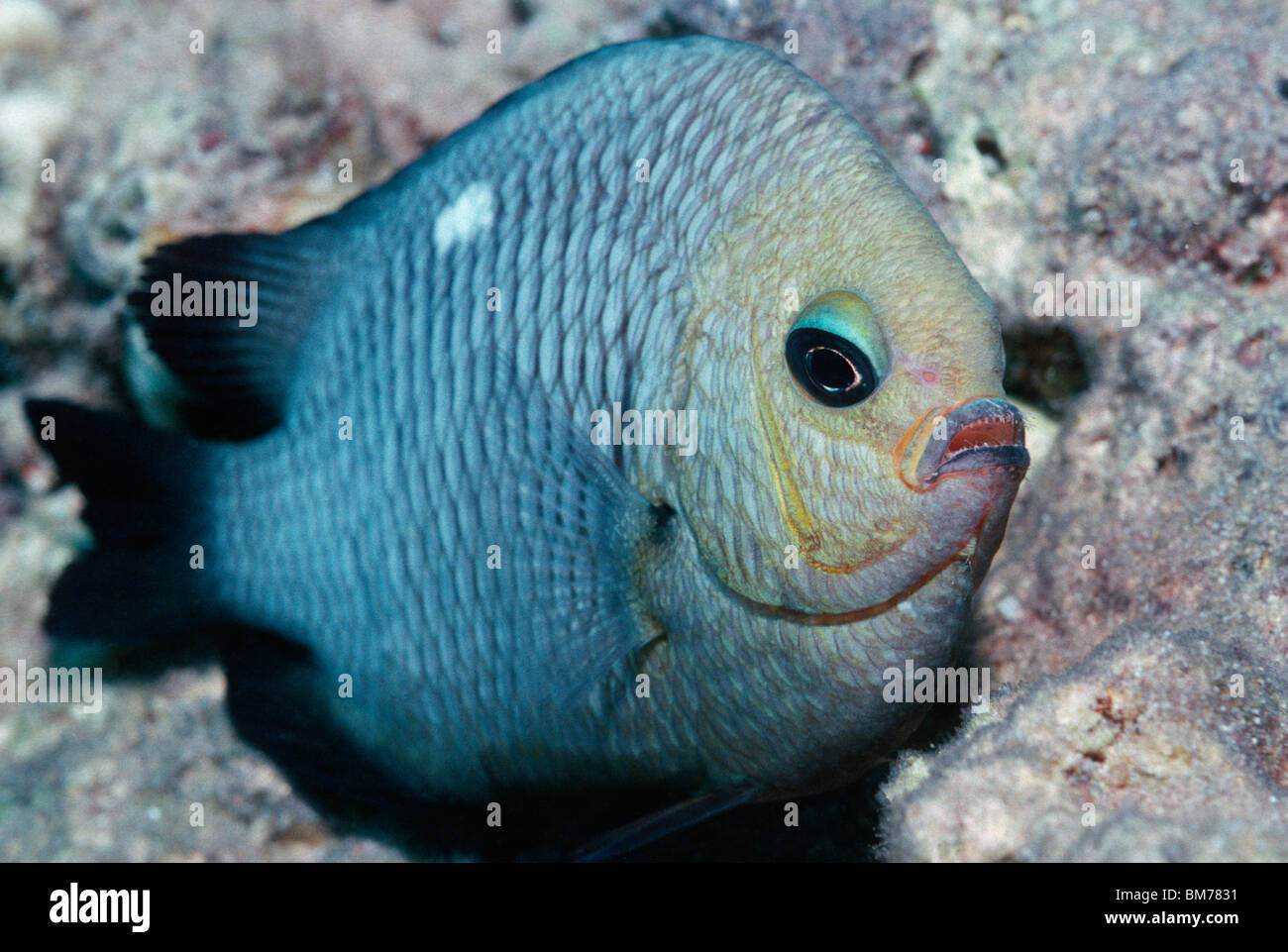 Tre-spot (dascyllus trimaculatus Dascyllus). Mar Rosso, Egitto. Foto Stock