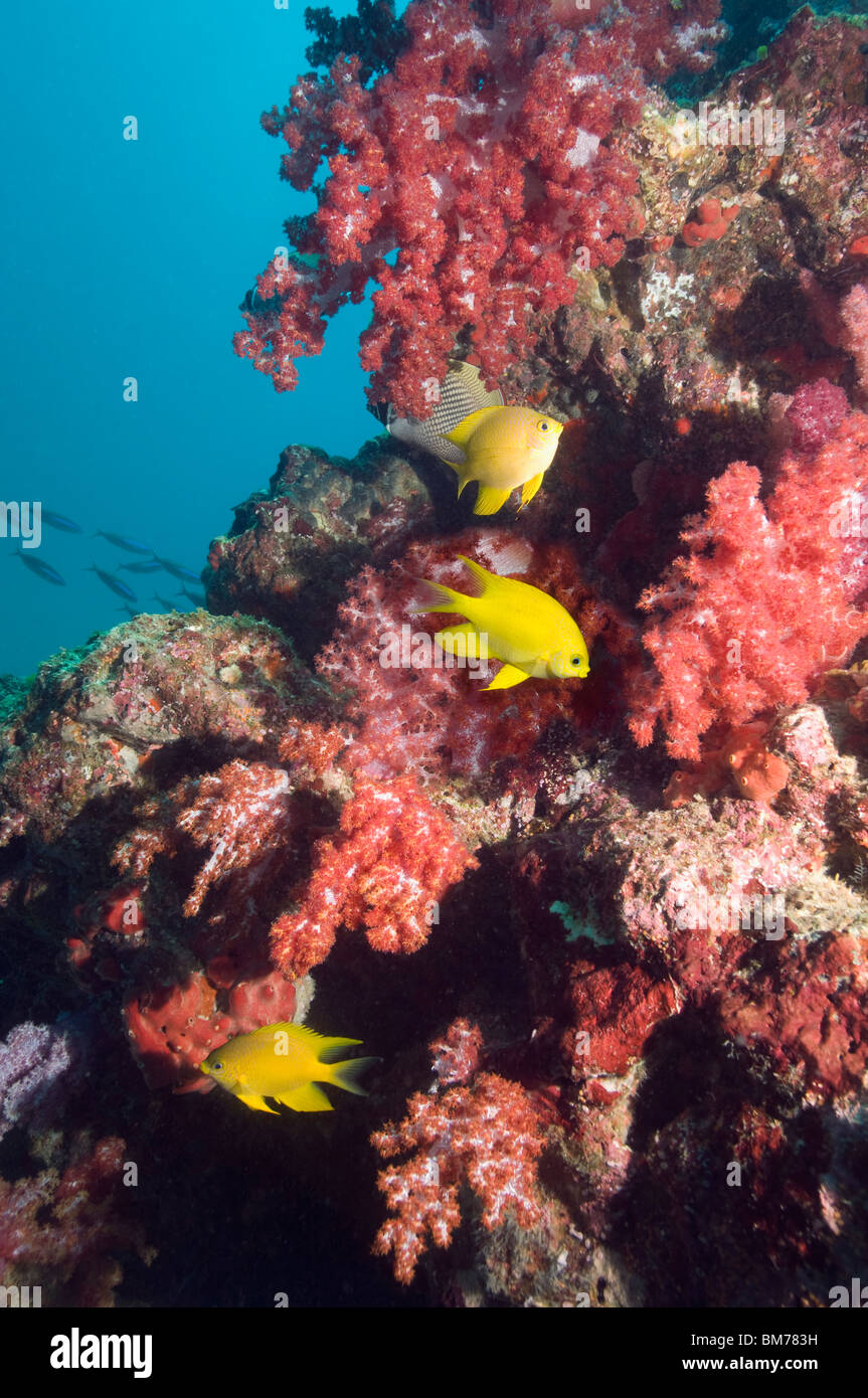 Golden damigelle (Amblyglyphidodon aureus) con soft coral. Mare delle Andamane, Thailandia. Foto Stock