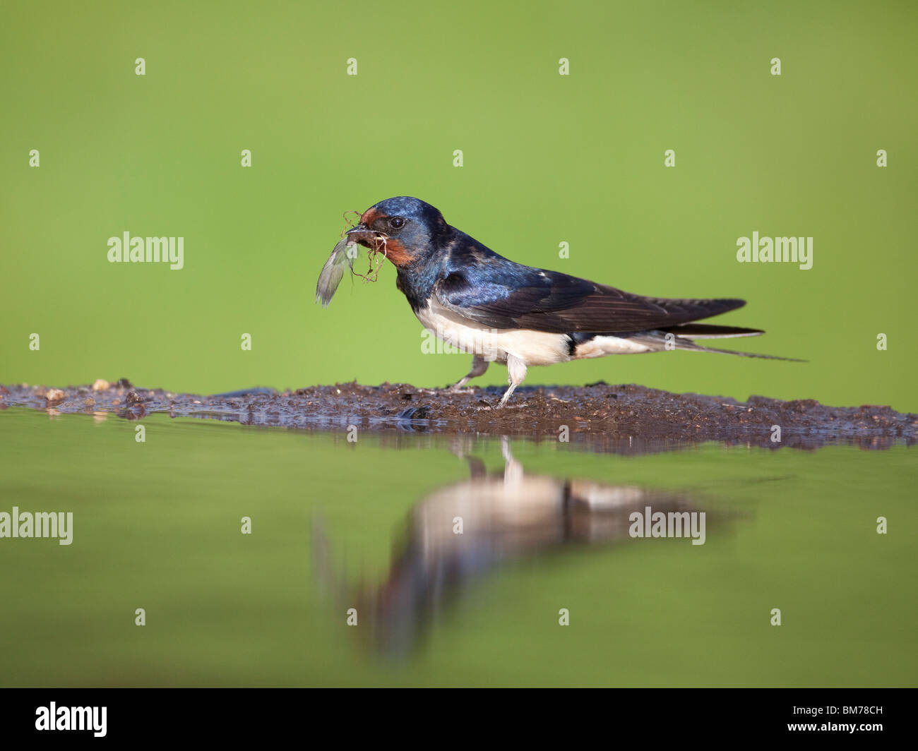 Swallow Hirundo rustica raccolta di piume di fango e di nidificazione di materiale dal bordo di un laghetto Foto Stock