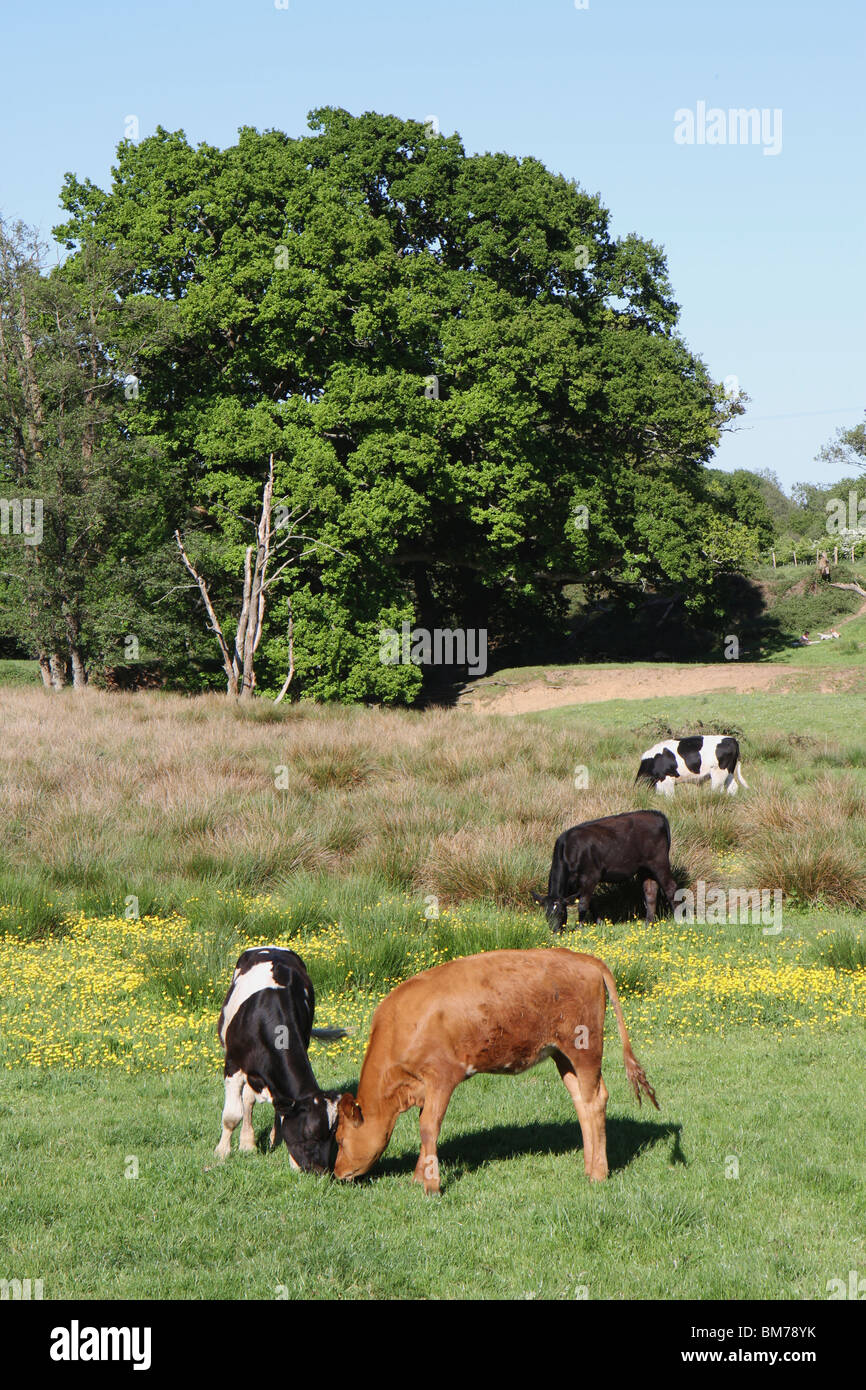 Una varietà di mucche al pascolo in un campo colorato in Hampshire in una giornata di sole Foto Stock