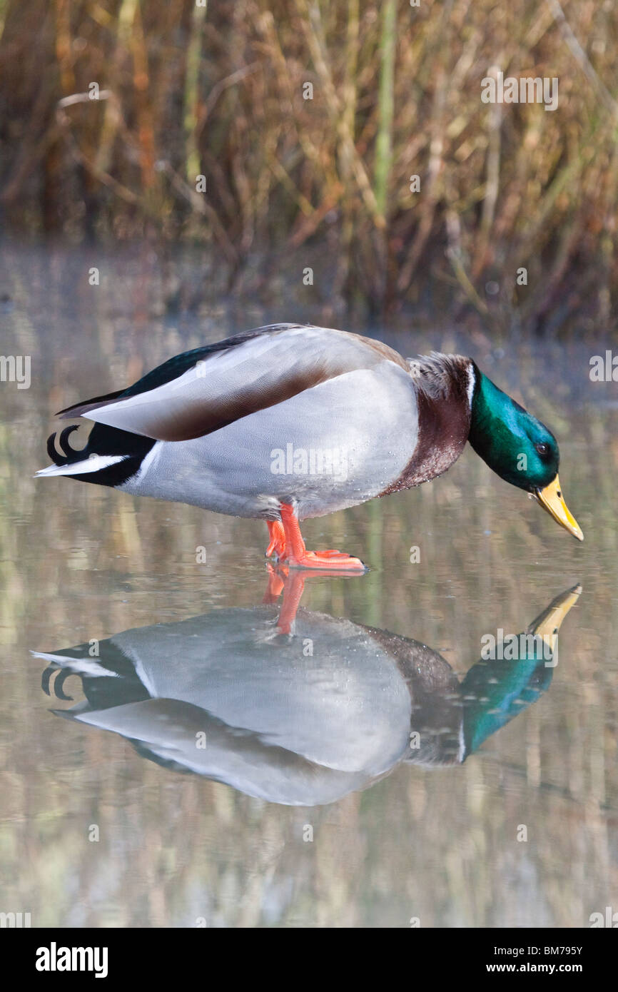 Maschio di Germano Reale sul lago ghiacciato, England, Regno Unito Foto Stock