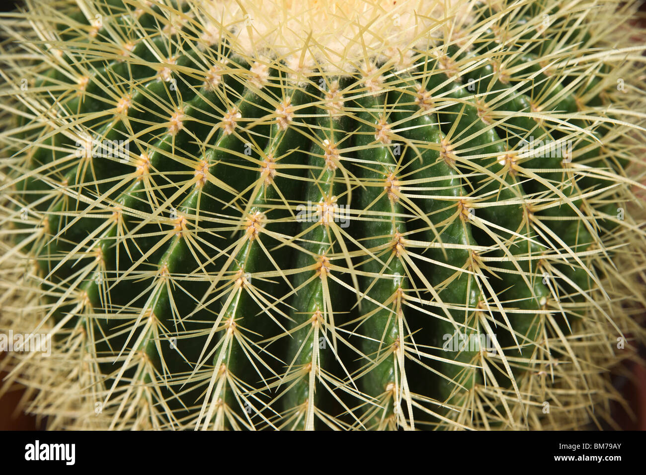 Un primo piano della pianta di Cactus Echinocactus grusonii del Golden Barrel non c'è gente nessuno isolato dalla vista dall'alto dei fiori ad alta risoluzione Foto Stock