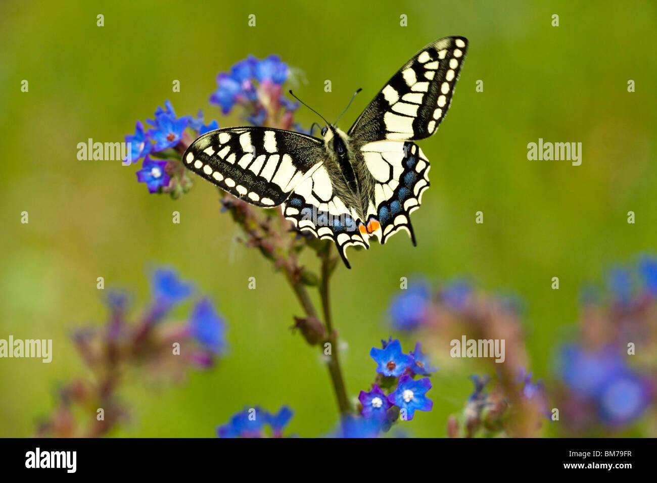 A coda di rondine (farfalla Papilio machaon). Foto Stock
