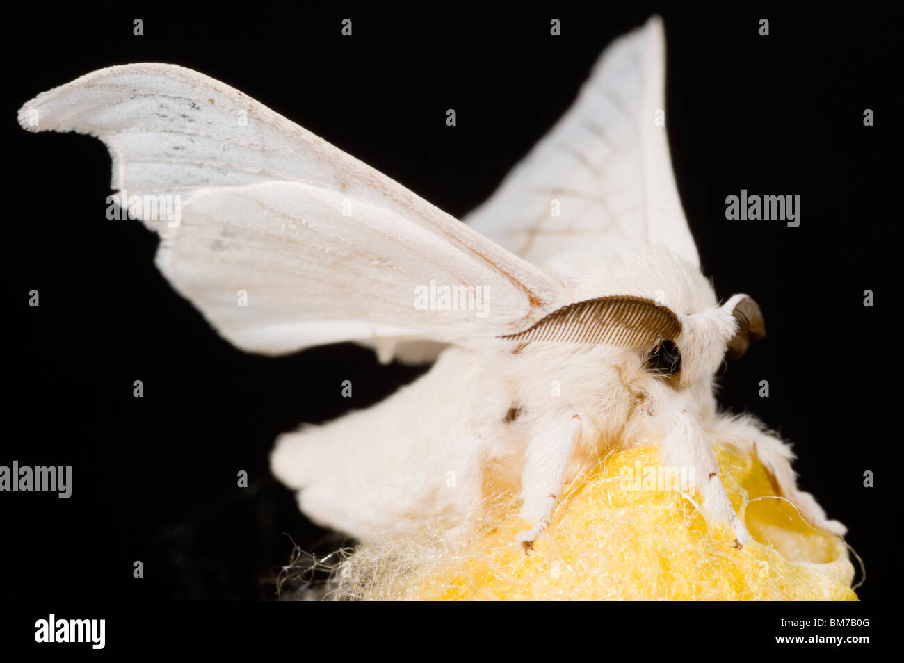 Appena emerse falena del baco da seta nel suo bozzolo Foto Stock